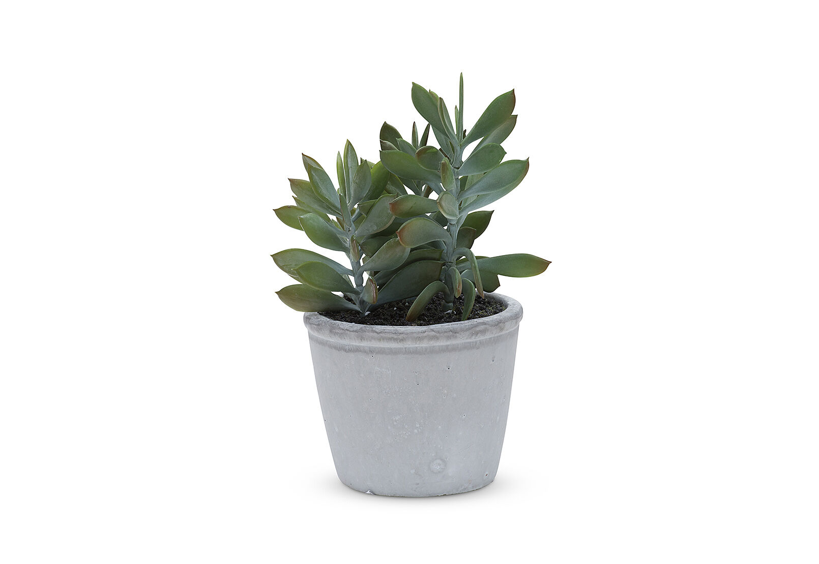 Sedum-Succulent-in-Pot-19.95